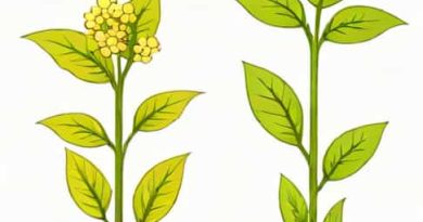 Difference Between Monocot And Dicot Stem