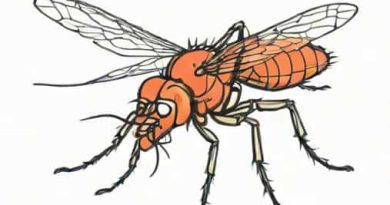 Female Anopheles Mosquito Is A Vector Of