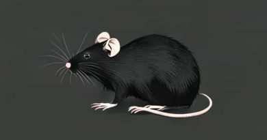 Give Examples From The Story The Rattrap