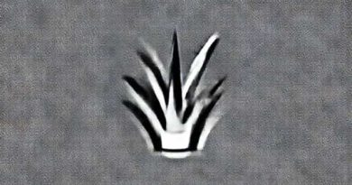 Grassy Shoot Of Sugarcane Causal Organism