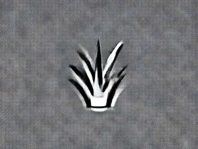 Grassy Shoot Of Sugarcane Causal Organism