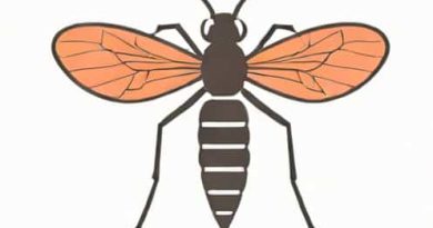 How Anopheles Mosquito Transmits Malaria