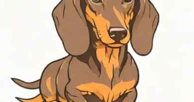 How Much Is A Miniature Dapple Dachshund