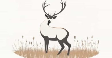 Quartering A Whitetail Deer In The Field