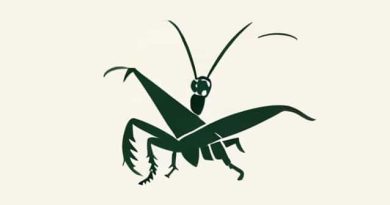 What Is The Hindi Meaning Of Grasshopper