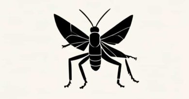 What Is The Life Cycle Of A Grasshopper