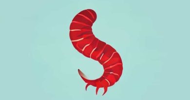 What Is The Scientific Name Of Hookworm