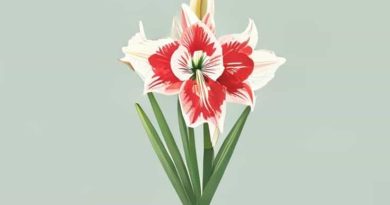 What To Do With Amaryllis After It Blooms