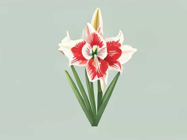 What To Do With Amaryllis After It Blooms