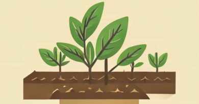 Zaid Crops Are Cultivated In Which Season