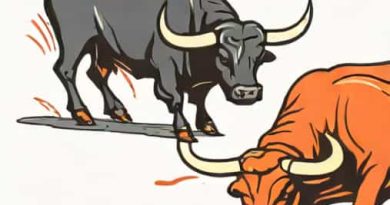 Are Bulls Killed After Bullfight