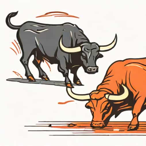 Are Bulls Killed After Bullfight