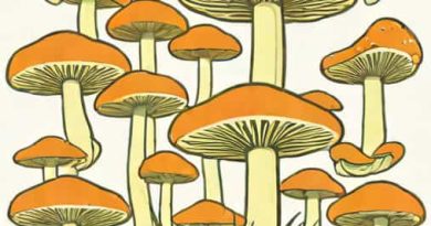 Are Fungi Absorptive Heterotrophs
