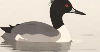 Black Necked Grebe Winter Plumage