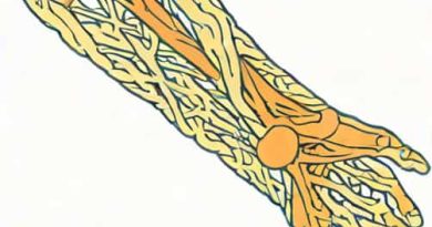 Common Peroneal Nerve Innervation