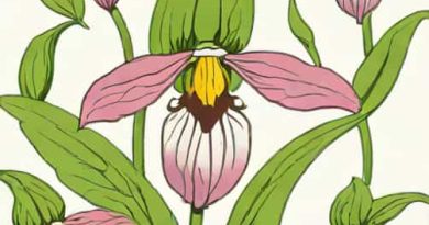 Cypripedium Pubescens X Tibeticum