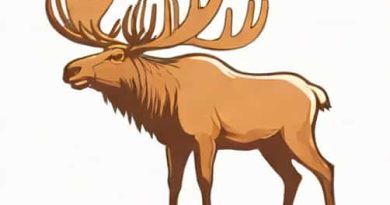 Difference Between Elk And Moose
