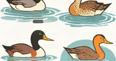 Difference Between Grebe And Duck