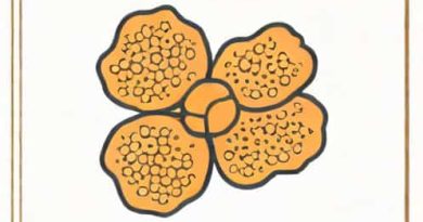 Genital Warts Causative Organism