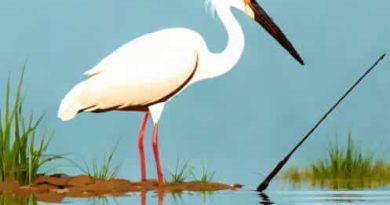 Guided Spoonbill Fishing Oklahoma
