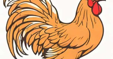How Much Do Leghorn Chickens Cost