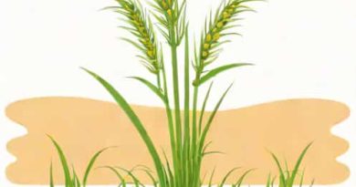 How To Get Rid Of Pendulous Sedge