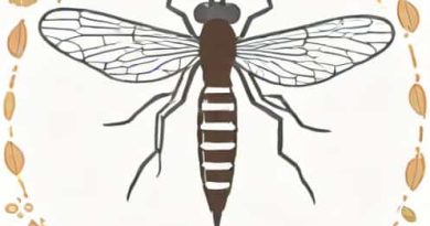 Importance Of Anopheles Mosquito