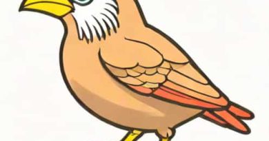 In Which Level Does Pidgey Evolve