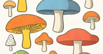 Is Fungi Absorptive Heterotrophs