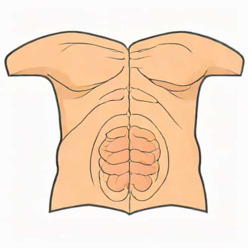 Layers Of Abdominal Wall Mnemonic