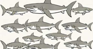 List Of Sharks By Aggressiveness