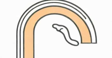 Medial Longitudinal Arch Of Foot