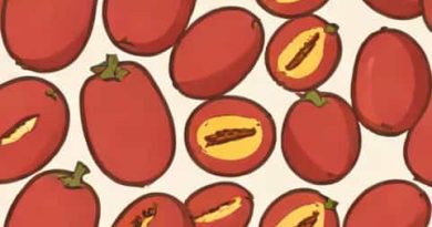 Nutritional Value Of Jujube Fruit