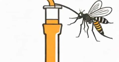 Siphon Tube In Anopheles Mosquito