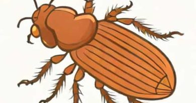 The Scientific Name Of Cockroach