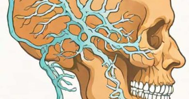 Trigeminal Nerve Maxillary Branch