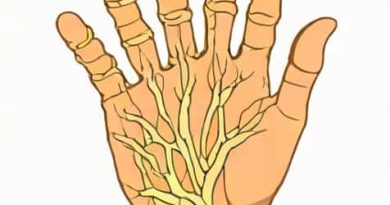 Ulnar Nerve Sensory Distribution