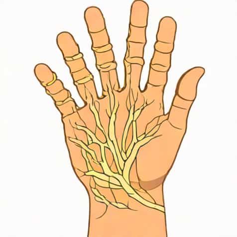 Ulnar Nerve Sensory Distribution