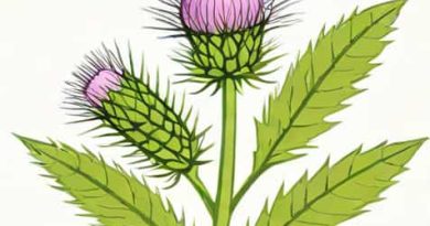 What Are Milk Thistle Tablets For