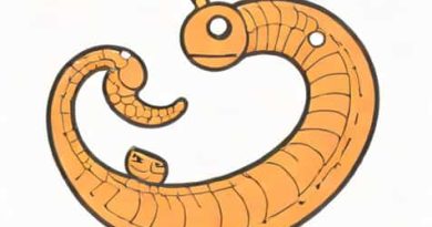 What Phylum Is A Trichinella Worm