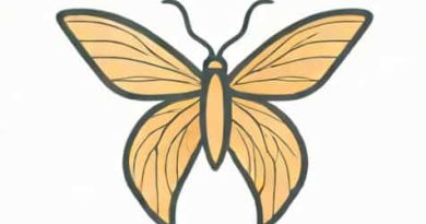 When Does The Xiphisternum Ossify