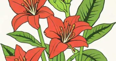 When To Cut Back Amaryllis Leaves