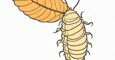 Young One Of A Silkworm Is Called