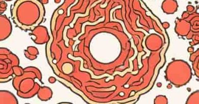 Normally That Is Absent In Glomerular Filtrate Is