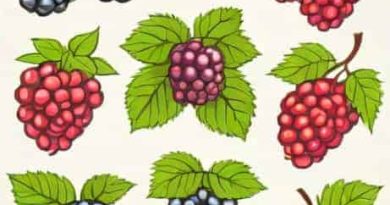 Olallieberry Marionberry Boysenberry Loganberry And Dewberry