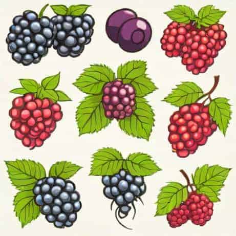 Olallieberry Marionberry Boysenberry Loganberry And Dewberry