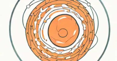 Ovary Develops From Which Embryological Structure