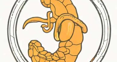 Pancreatic Means Pertaining To Which Anatomic Structure