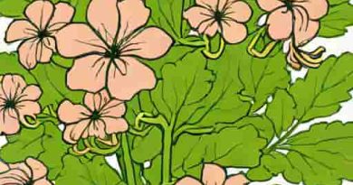 Storchschnabel Geranium X Cantabrigiense Biokovo