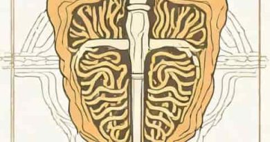 The Cartilaginous Structure That Contains The Vocal Cords